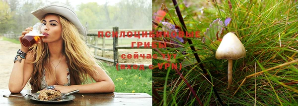 шишки Аркадак